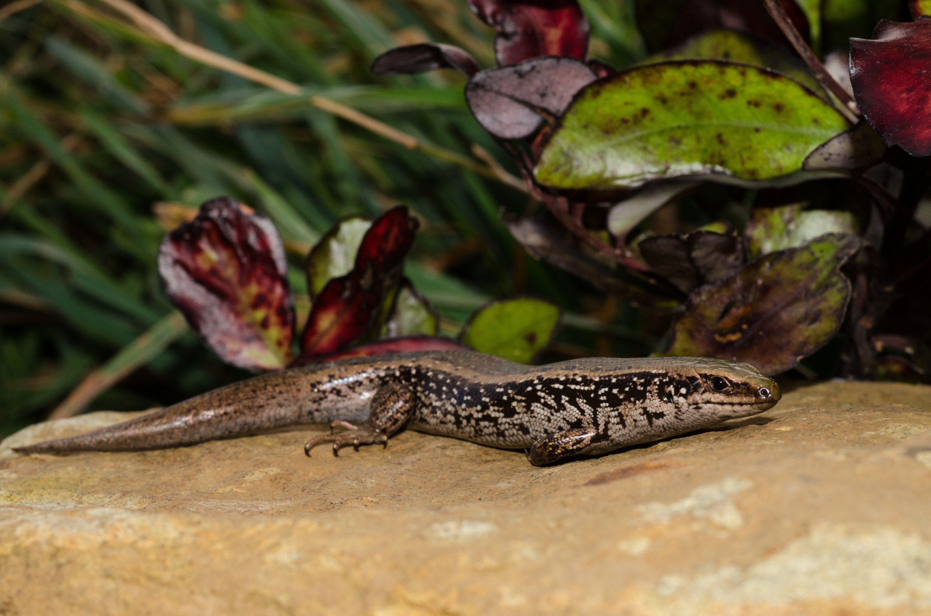 DSC_0776 – new, new zealand, zealand, nz, otago, otago may 16, crispin, Green, skink, Oligosoma, chloronoton, lizard, cold, blood